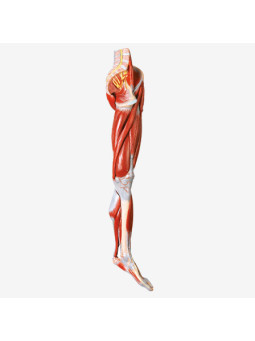 MUSCLES OF LEG WITH MAIN VESSEL AND ARM